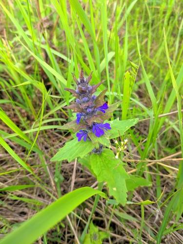 Blue bugle (Ajuga genevensis)
