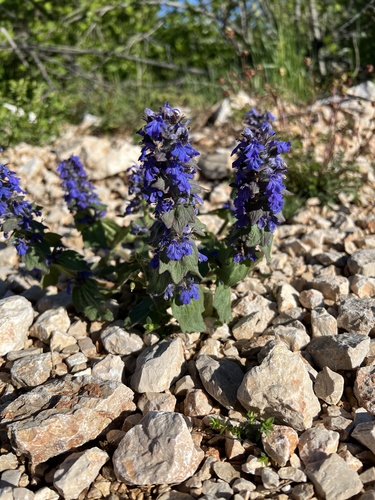 Blue bugle (Ajuga genevensis)