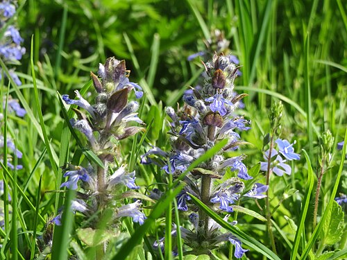 Blue bugle: Ajuga genevensis im Landesgartenschaupark Hockenheim