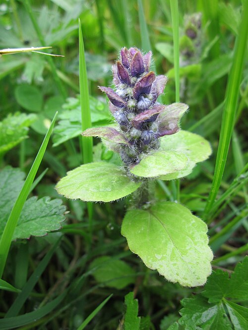 Blue bugle: Ajuga genevensis im Landesgartenschaupark Hockenheim