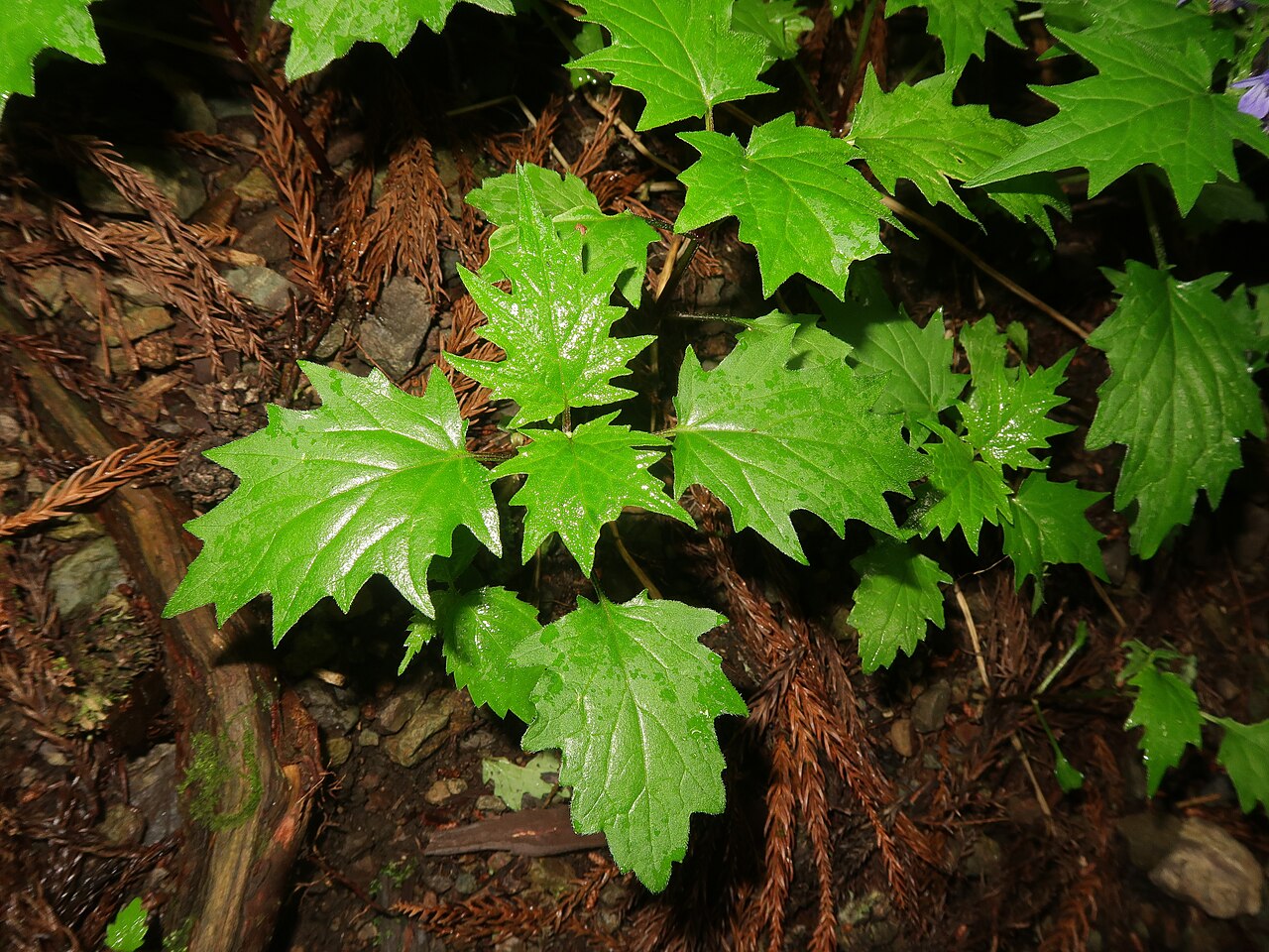Ajuga incisa: Ajuga incisa , Kiryu city, Gunma pref., Japan