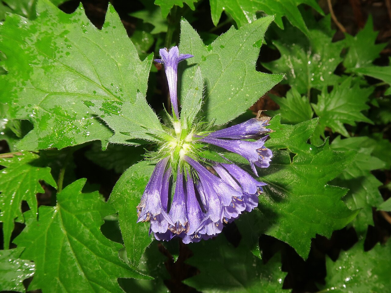 Ajuga incisa: Ajuga incisa , Kiryu city, Gunma pref., Japan