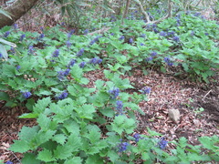 Ajuga incisa (Ajuga incisa)