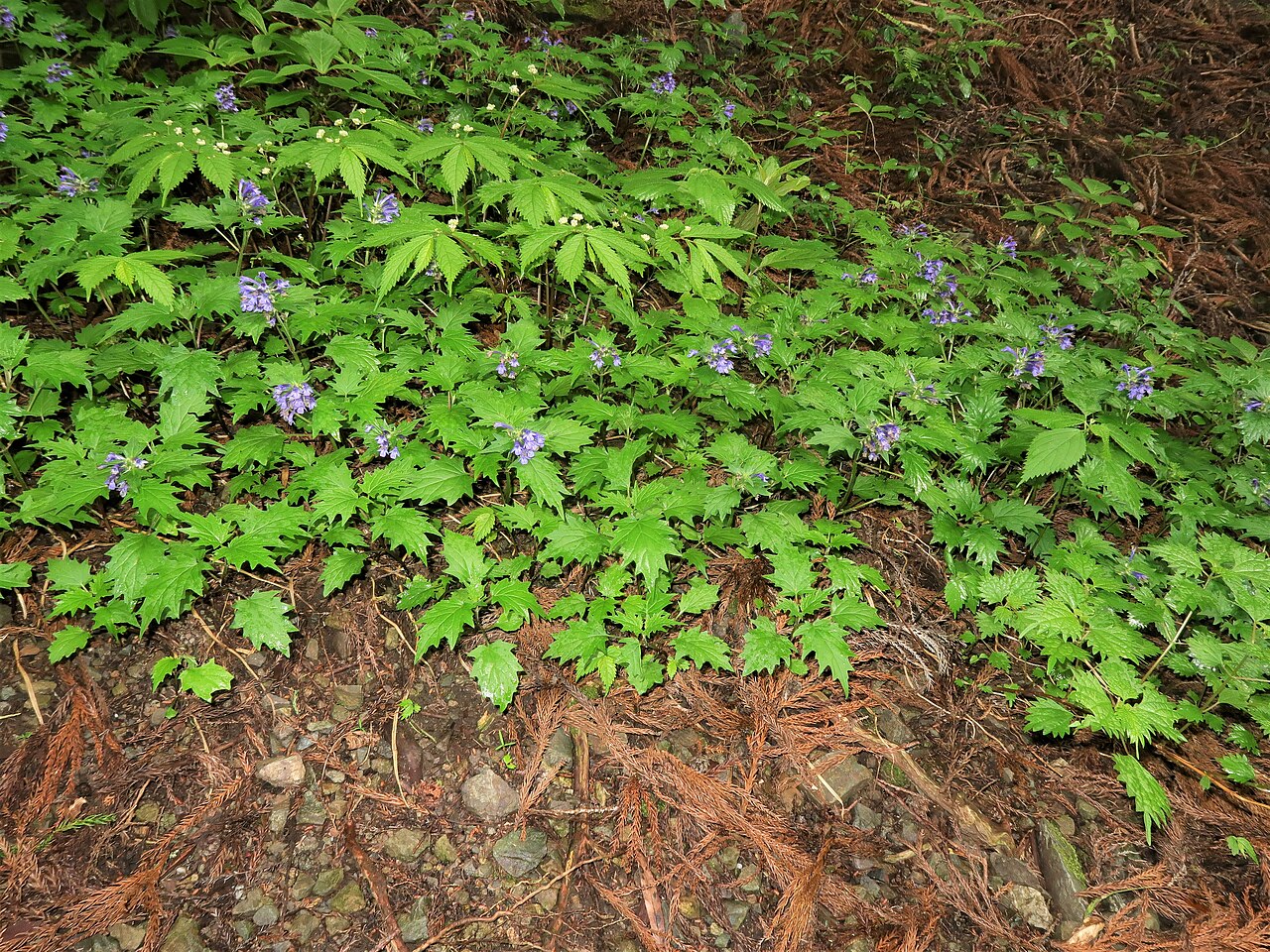 Ajuga incisa: Ajuga incisa , Kiryu city, Gunma pref., Japan