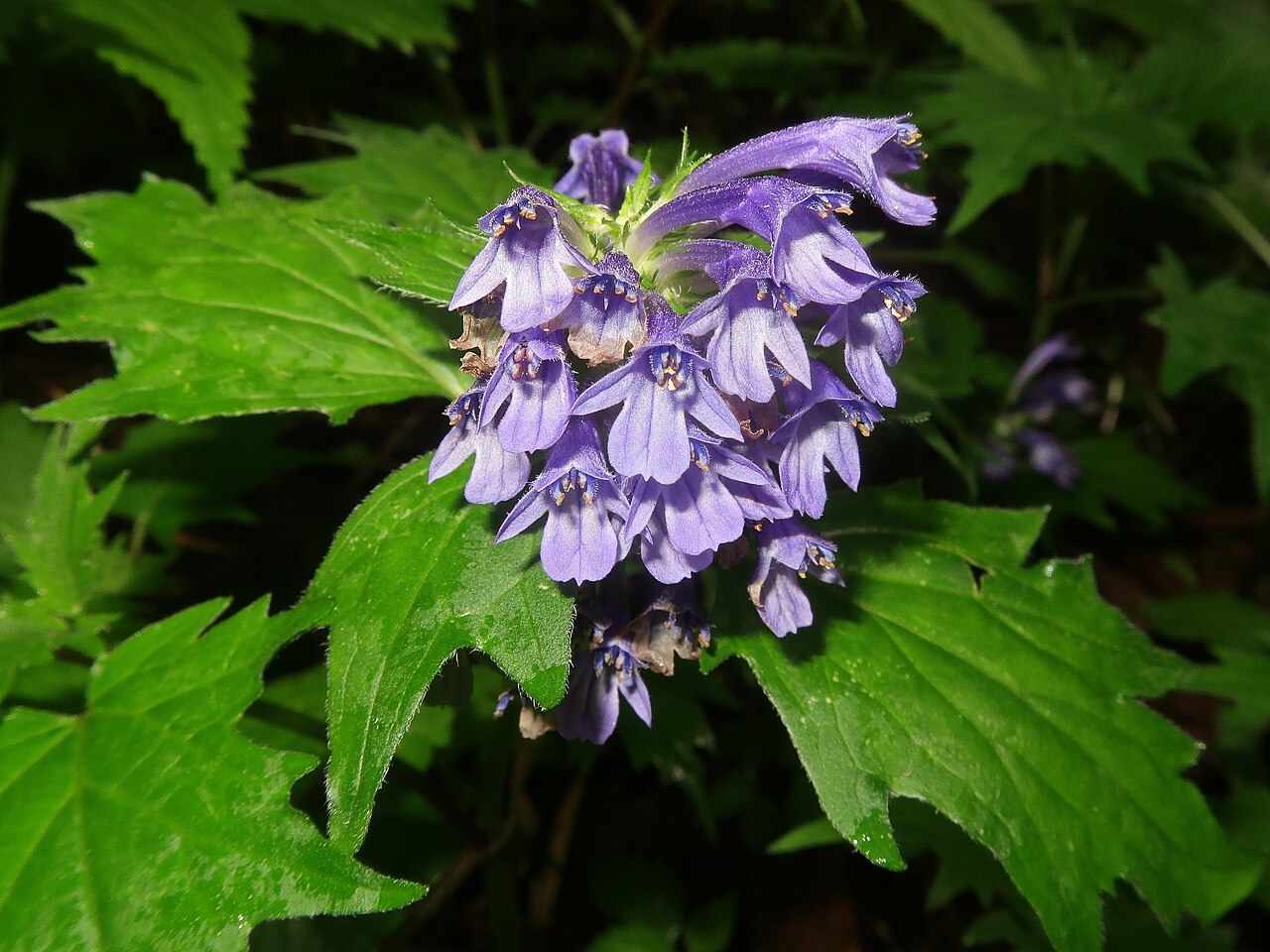 Ajuga incisa: Ajuga incisa , Kiryu city, Gunma pref., Japan