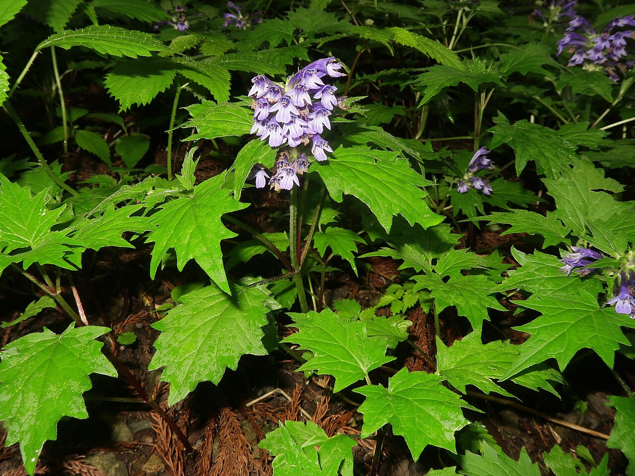 Ajuga incisa: Ajuga incisa , Kiryu city, Gunma pref., Japan