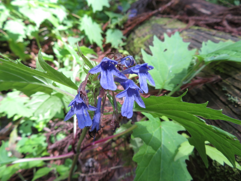 Ajuga incisa (Ajuga incisa)