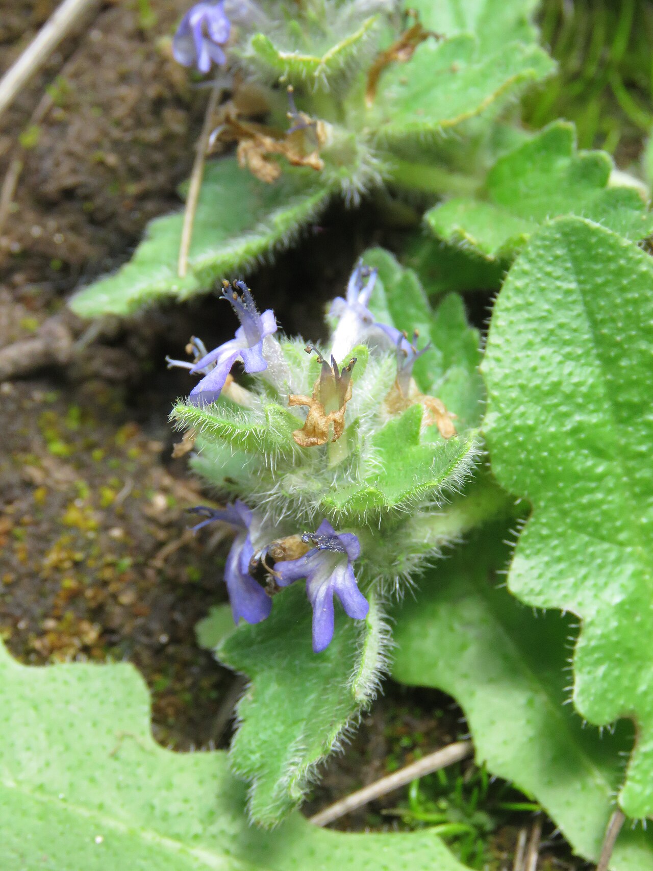 Ajuga integrifolia: Photos from Bhutan and Siliguri during LGFC - Bhutan 2019