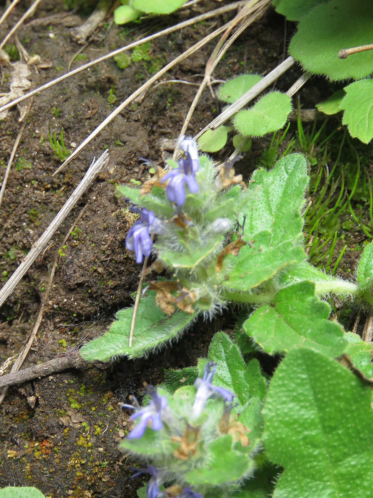 Ajuga integrifolia: Photos from Bhutan and Siliguri during LGFC - Bhutan 2019