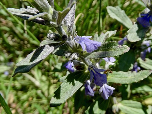 Ajuga integrifolia: Bracted bugleweed ( Ajuga integrifolia ) photographed in Ragati near Nanyuki, Kenya