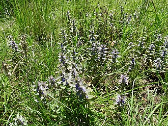 Ajuga integrifolia: Bracted bugleweed ( Ajuga integrifolia ) photographed in Ragati near Nanyuki, Kenya