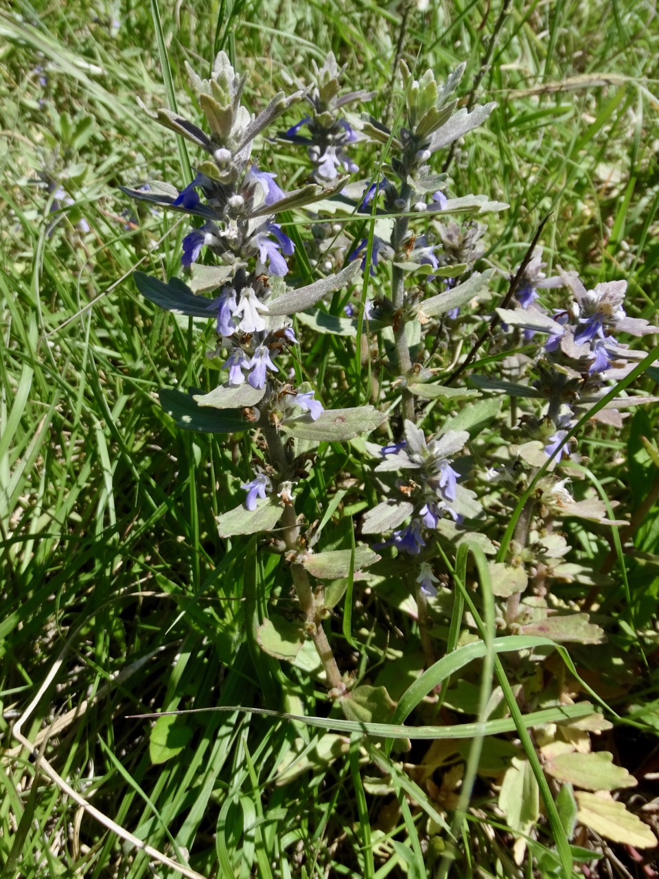 Ajuga integrifolia: Bracted bugleweed ( Ajuga integrifolia ) photographed in Ragati near Nanyuki, Kenya