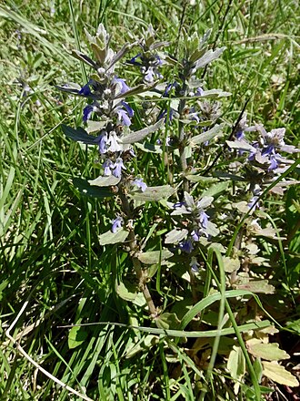Ajuga integrifolia: Bracted bugleweed ( Ajuga integrifolia ) photographed in Ragati near Nanyuki, Kenya
