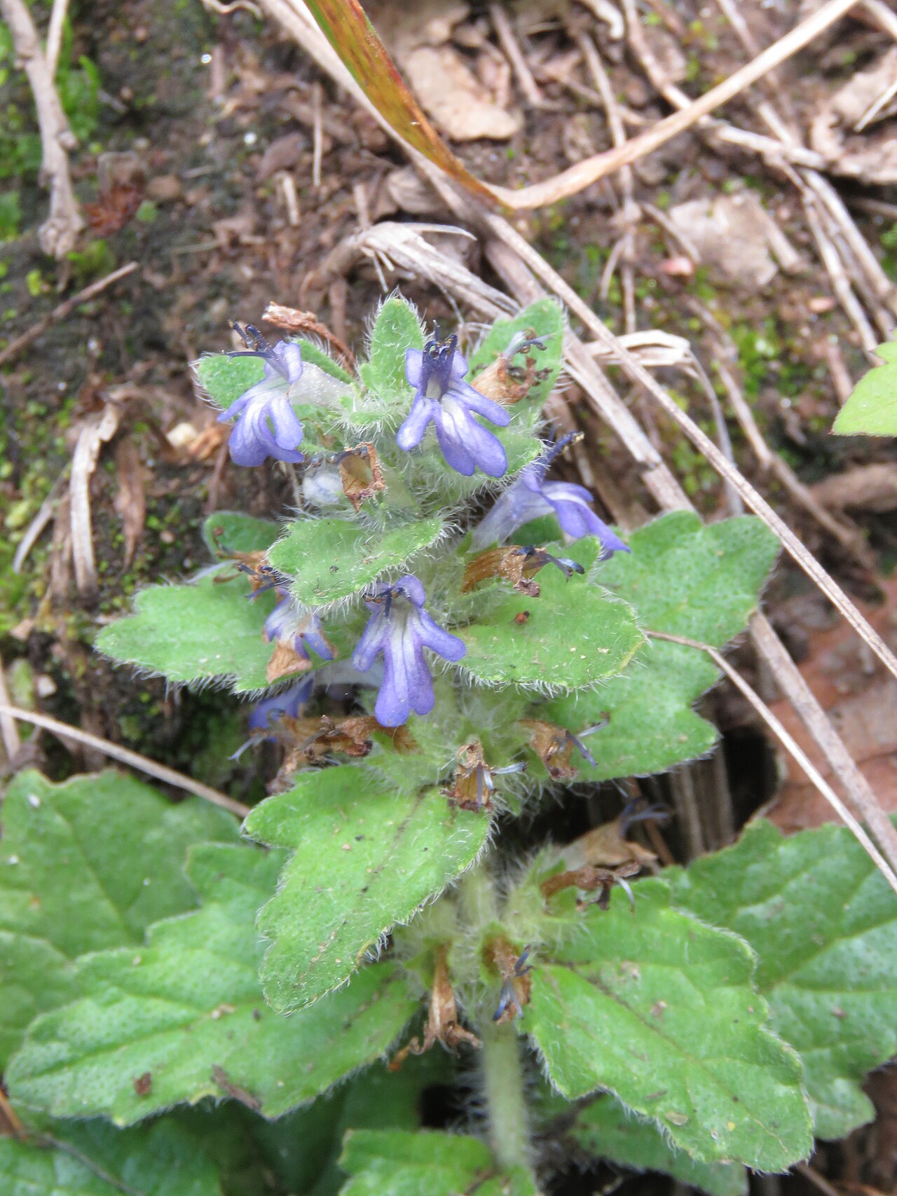 Ajuga integrifolia: Photos from Bhutan and Siliguri during LGFC - Bhutan 2019