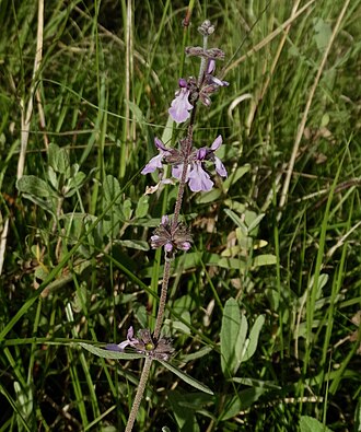 Ajuga integrifolia: Bracted bugleweed (Ajuga integrifolia) inflorescence photographed in Ragati near Nanyuki, Kenya