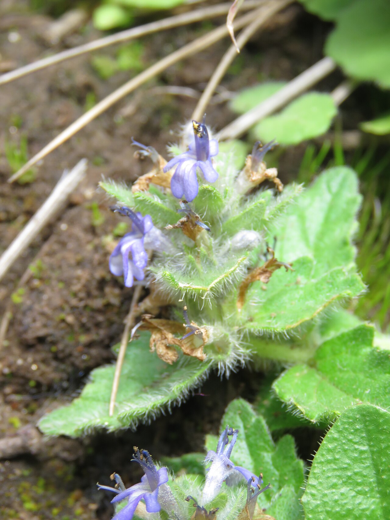 Ajuga integrifolia: Photos from Bhutan and Siliguri during LGFC - Bhutan 2019
