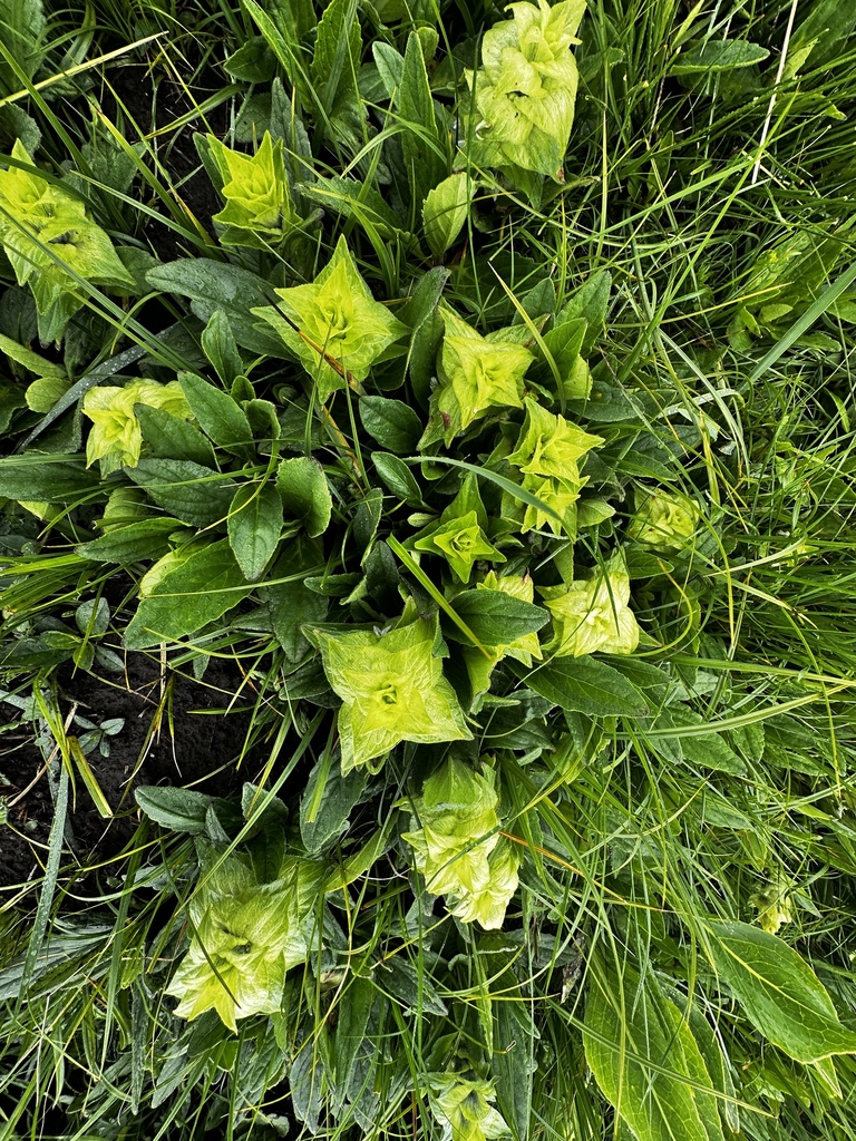 Ajuga lupulina (Ajuga lupulina)