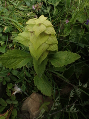 Ajuga lupulina (Ajuga lupulina)