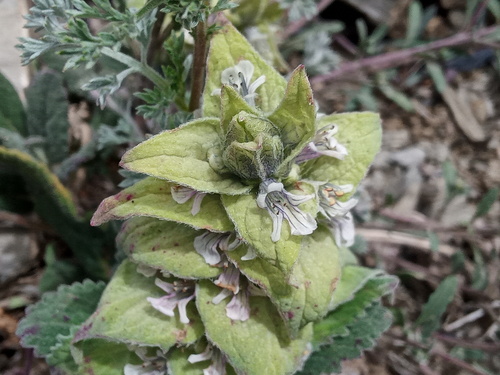 Ajuga lupulina (Ajuga lupulina)