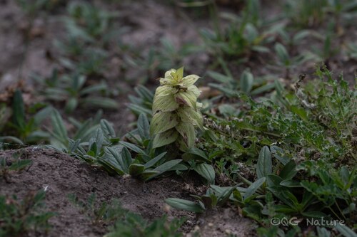 Ajuga lupulina (Ajuga lupulina)