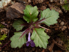 Ajuga makinoi (Ajuga makinoi)