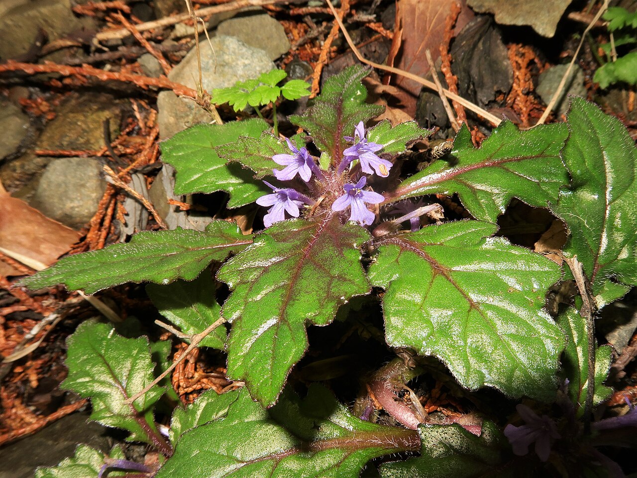 Ajuga makinoi: Ajuga makinoi , Minamikoma district, Yamanashi pref., Japan
