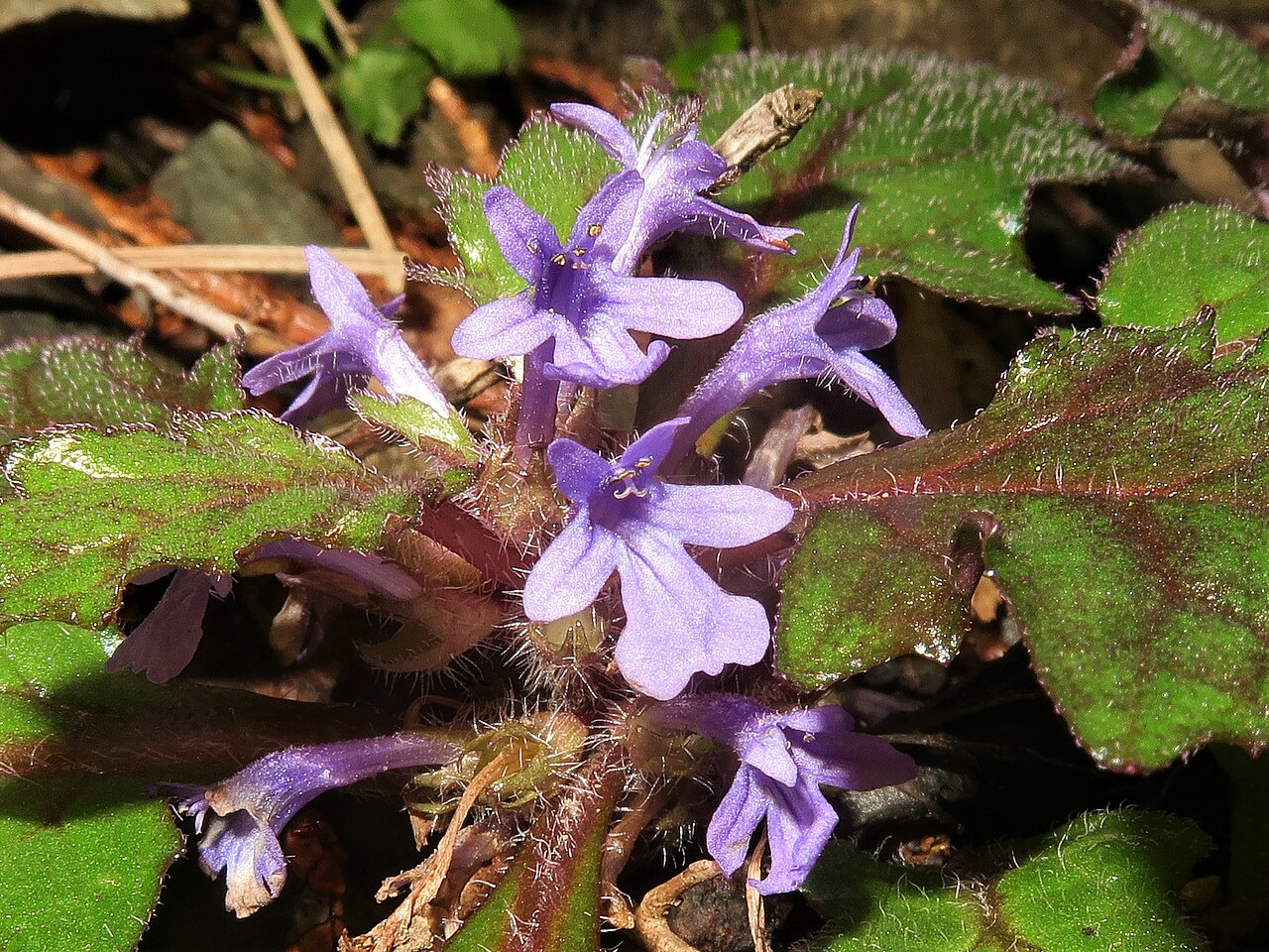 Ajuga makinoi: Ajuga makinoi , Minamikoma district, Yamanashi pref., Japan