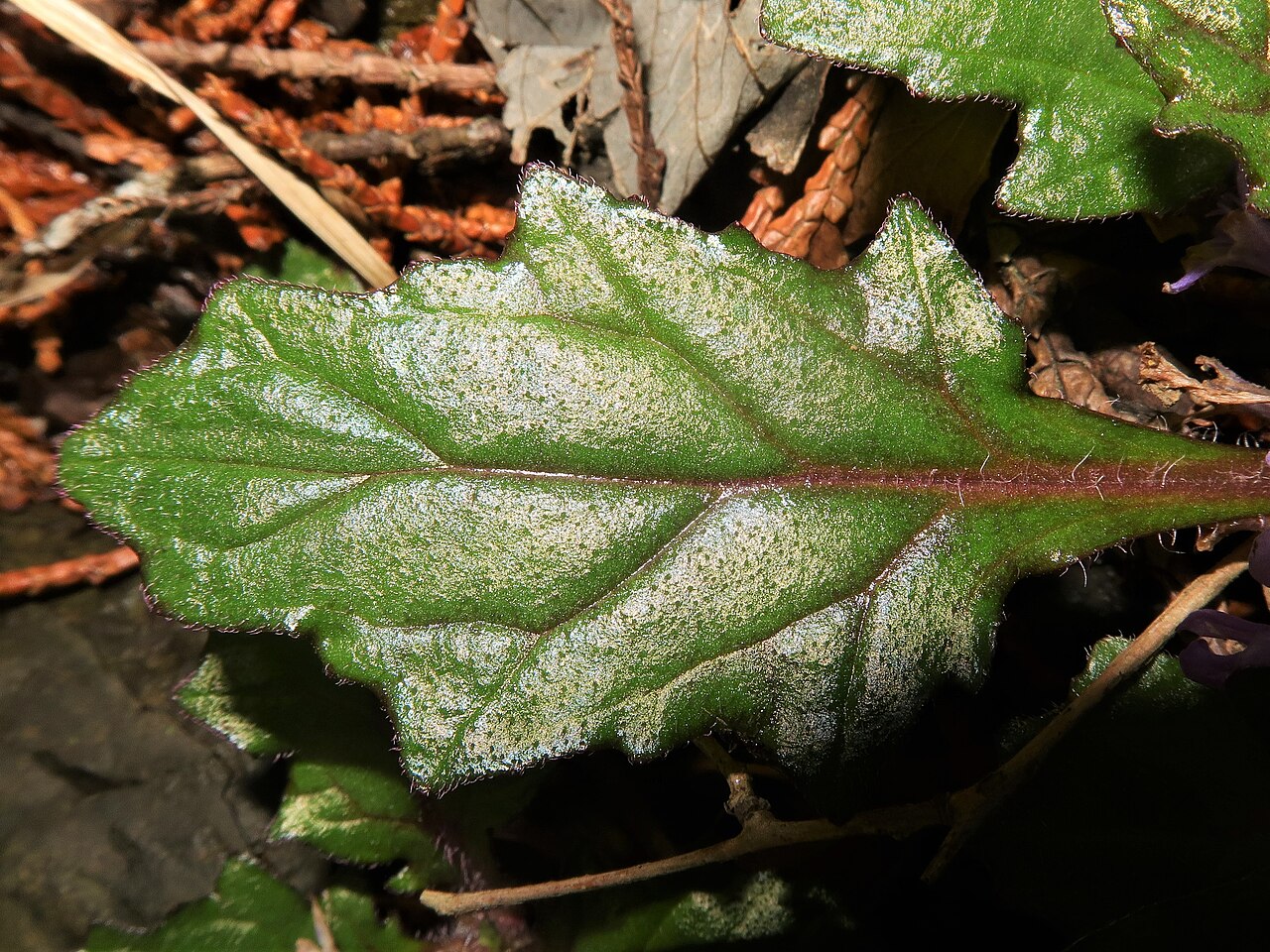 Ajuga makinoi: Ajuga makinoi , Minamikoma district, Yamanashi pref., Japan