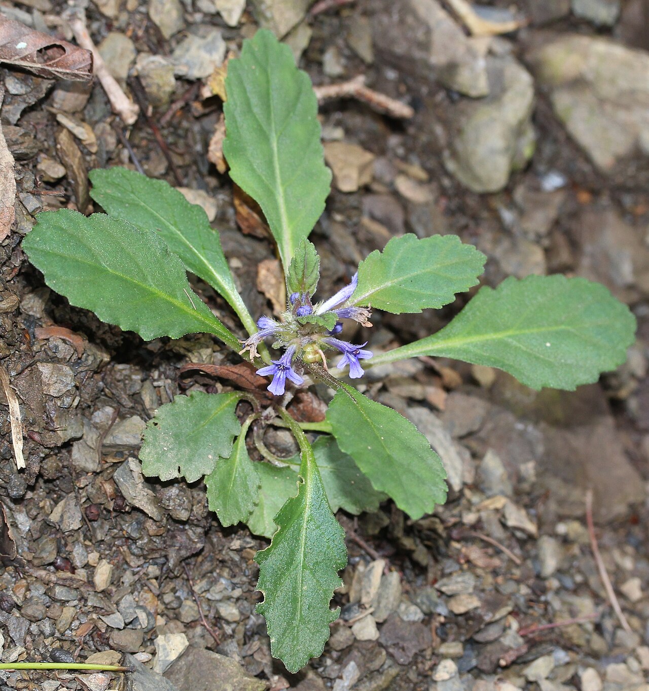 Ajuga makinoi: Ajuga makino in Mount Yōrō, Gifu prefecture , Japan .