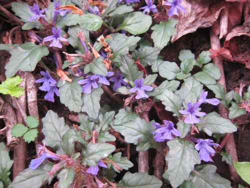Ajuga makinoi (Ajuga makinoi)