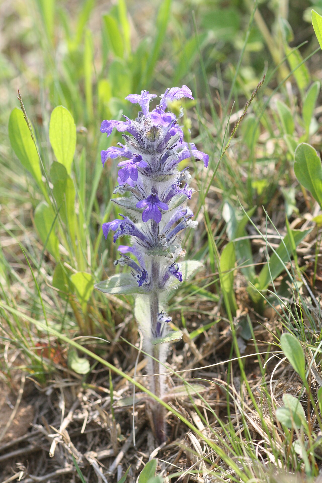 Ajuga multiflora: Ajuga multiflora