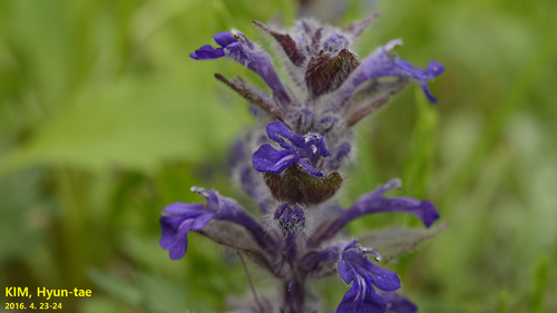Ajuga multiflora (Ajuga multiflora)