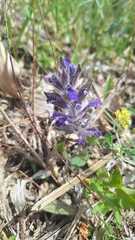 Ajuga multiflora (Ajuga multiflora)