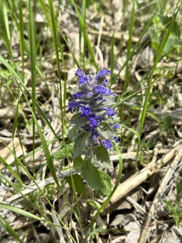 Ajuga multiflora (Ajuga multiflora)