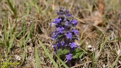 Ajuga multiflora (Ajuga multiflora)
