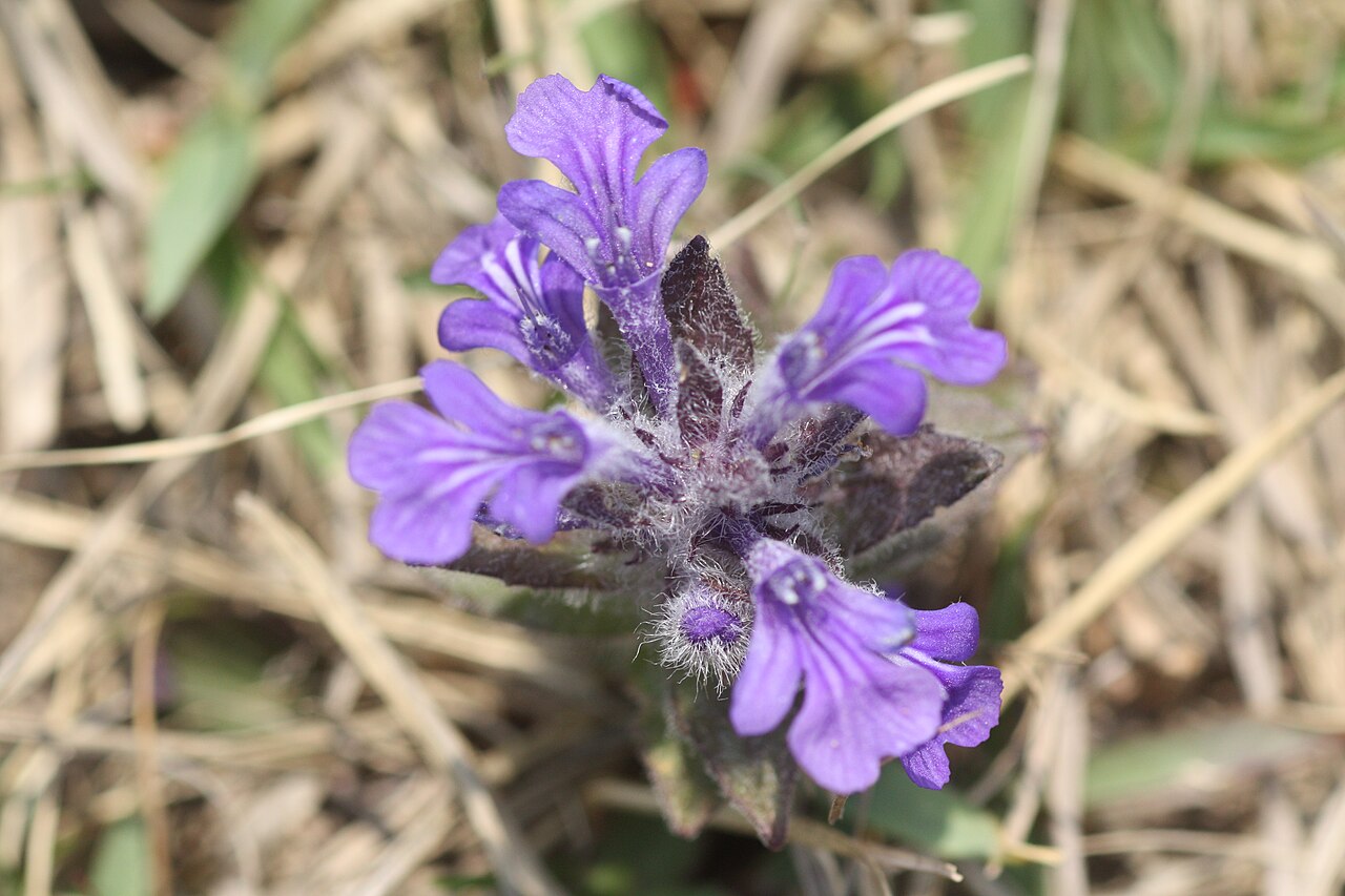 Ajuga multiflora: Ajuga multiflora in Bupyung, Korea