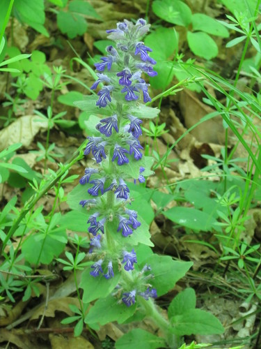 Ajuga multiflora (Ajuga multiflora)