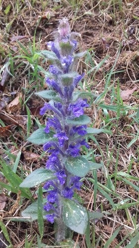 Ajuga multiflora (Ajuga multiflora)