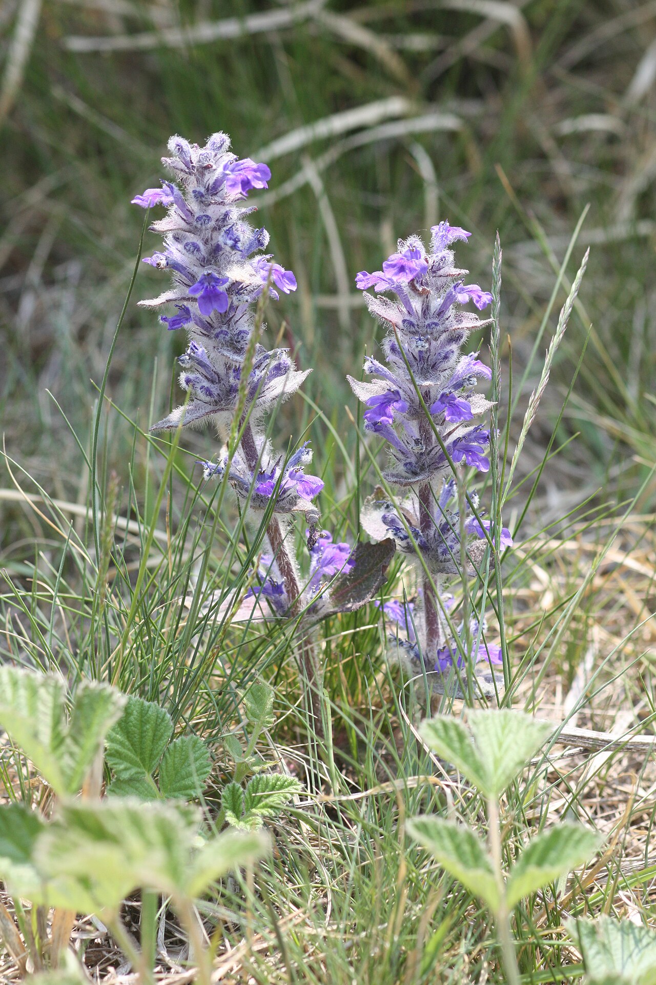 Ajuga multiflora: Ajuga multiflora