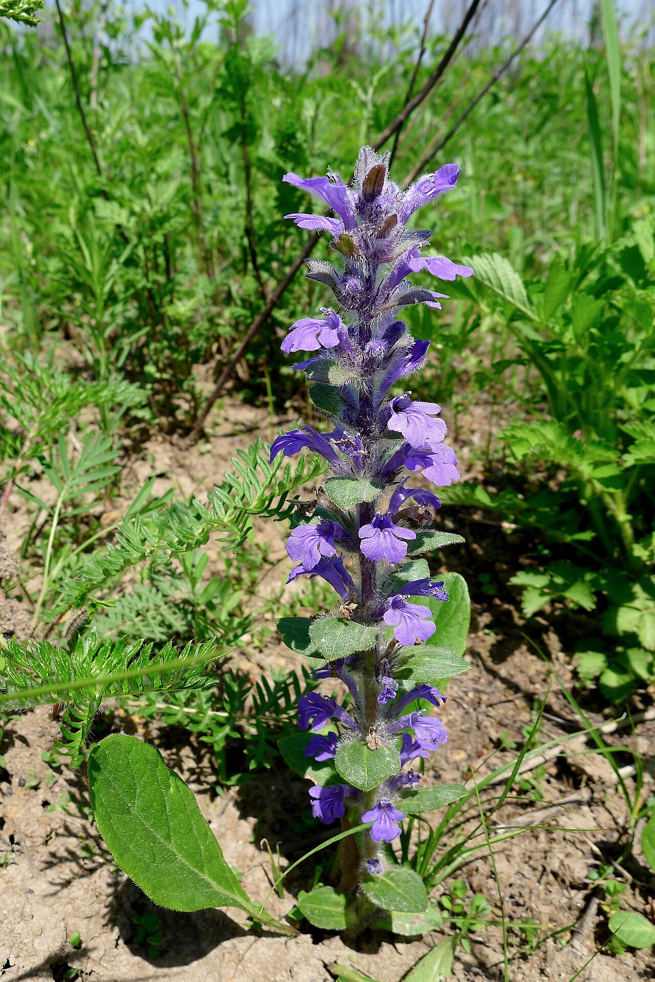 Ajuga multiflora: IVO Partizansk town, Primorsky Krai, the Russian Far East.
