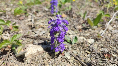 Ajuga multiflora (Ajuga multiflora)