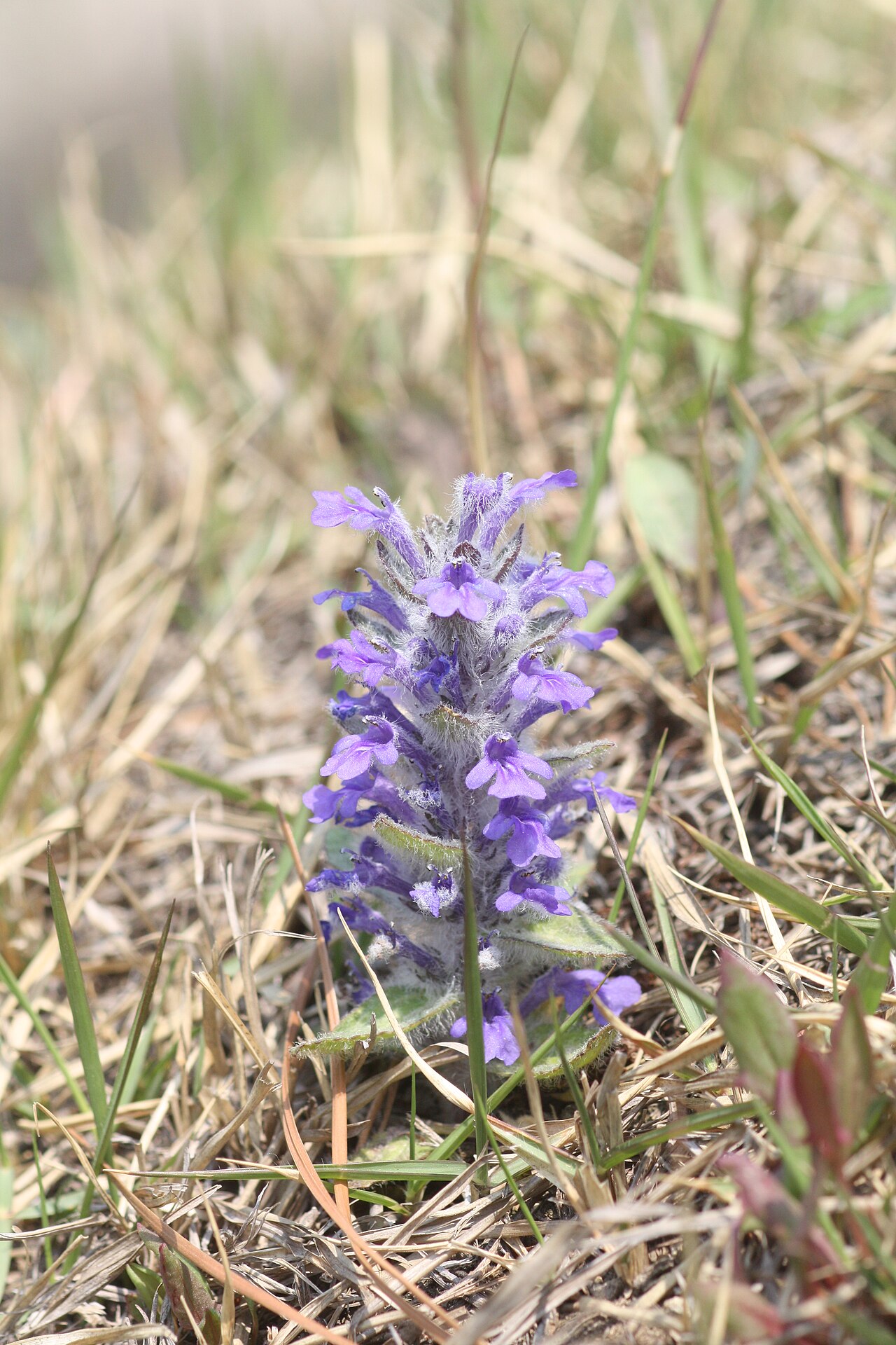 Ajuga multiflora: Ajuga multiflora