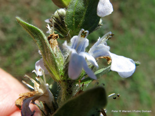 Bugle plant (Ajuga ophrydis)