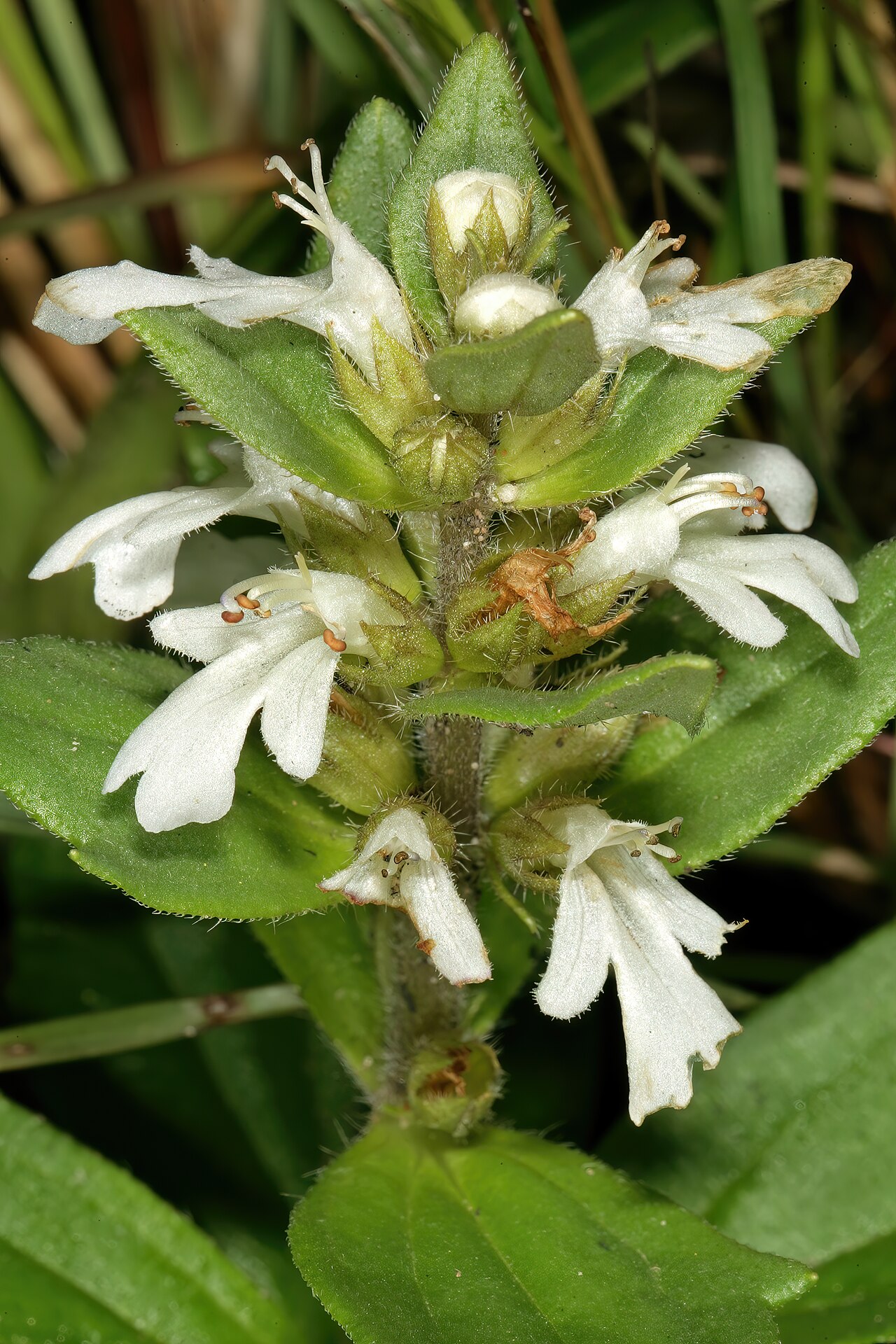 Bugle plant: Ajuga ophrydis , flowers; coastal grassland, between Mnyameni to Mtentu rivers, Pondoland, Eastern Cape, South Africa
