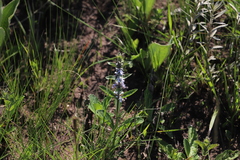 Bugle plant (Ajuga ophrydis)