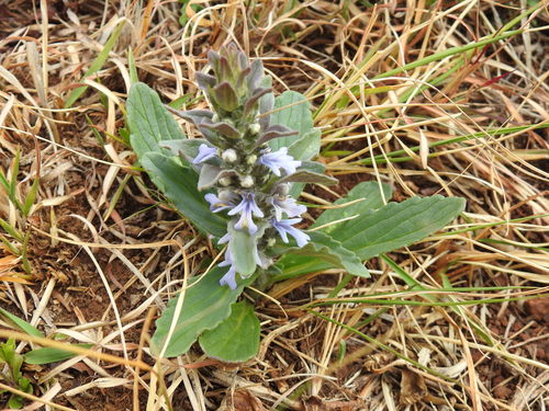 Bugle plant (Ajuga ophrydis)