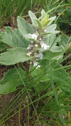 Bugle plant (Ajuga ophrydis)