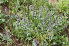 Bugle plant (Ajuga ophrydis)