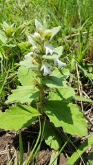 Bugle plant (Ajuga ophrydis)