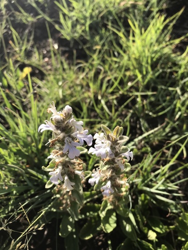Bugle plant (Ajuga ophrydis)